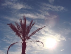 sun rays with palm tree during day time thumbnail