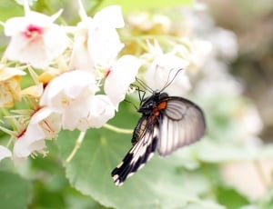 shallow focus of black and gray butterfly on white flowers thumbnail