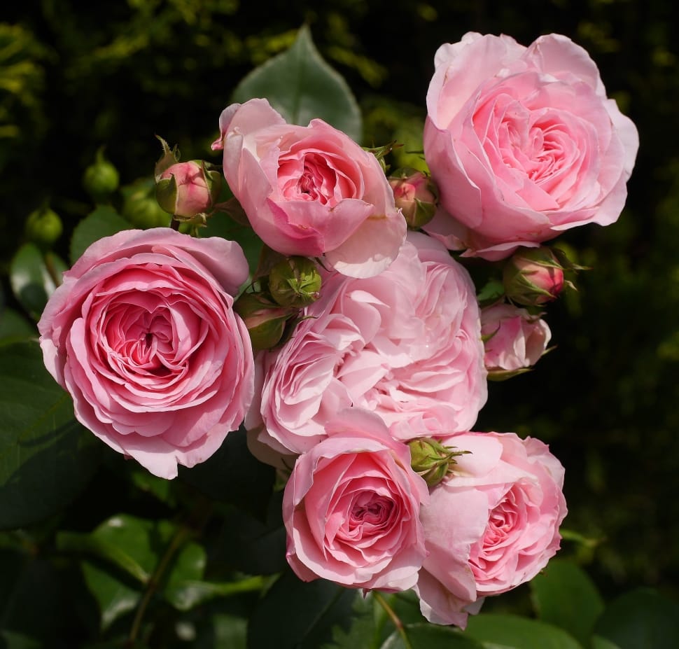 6 pink roses preview