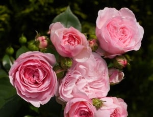 6 pink roses thumbnail