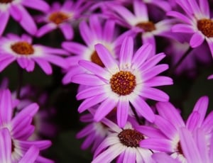 purple flower petals thumbnail