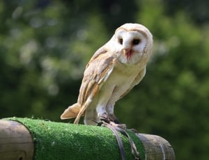 white owl on brown wooden post thumbnail