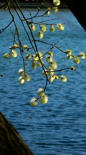 Plant, Palm Kitten, Pussy Willow, Spring, nature, beauty in nature thumbnail