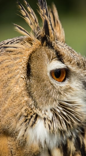brown white and black owl thumbnail
