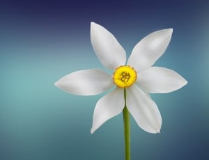 yellow and white 6 petaled flower thumbnail