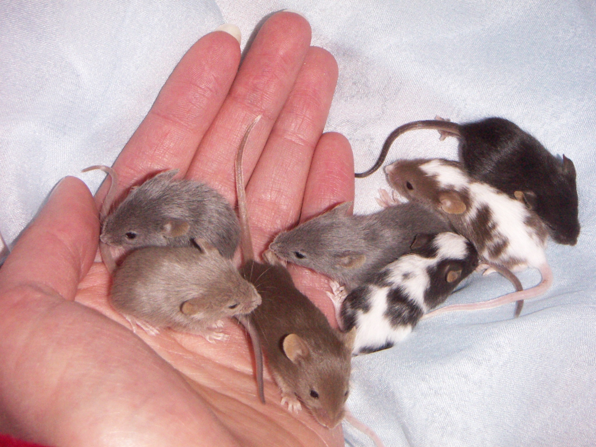 mice lot