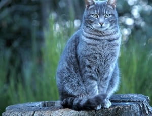 gray short fur cat thumbnail