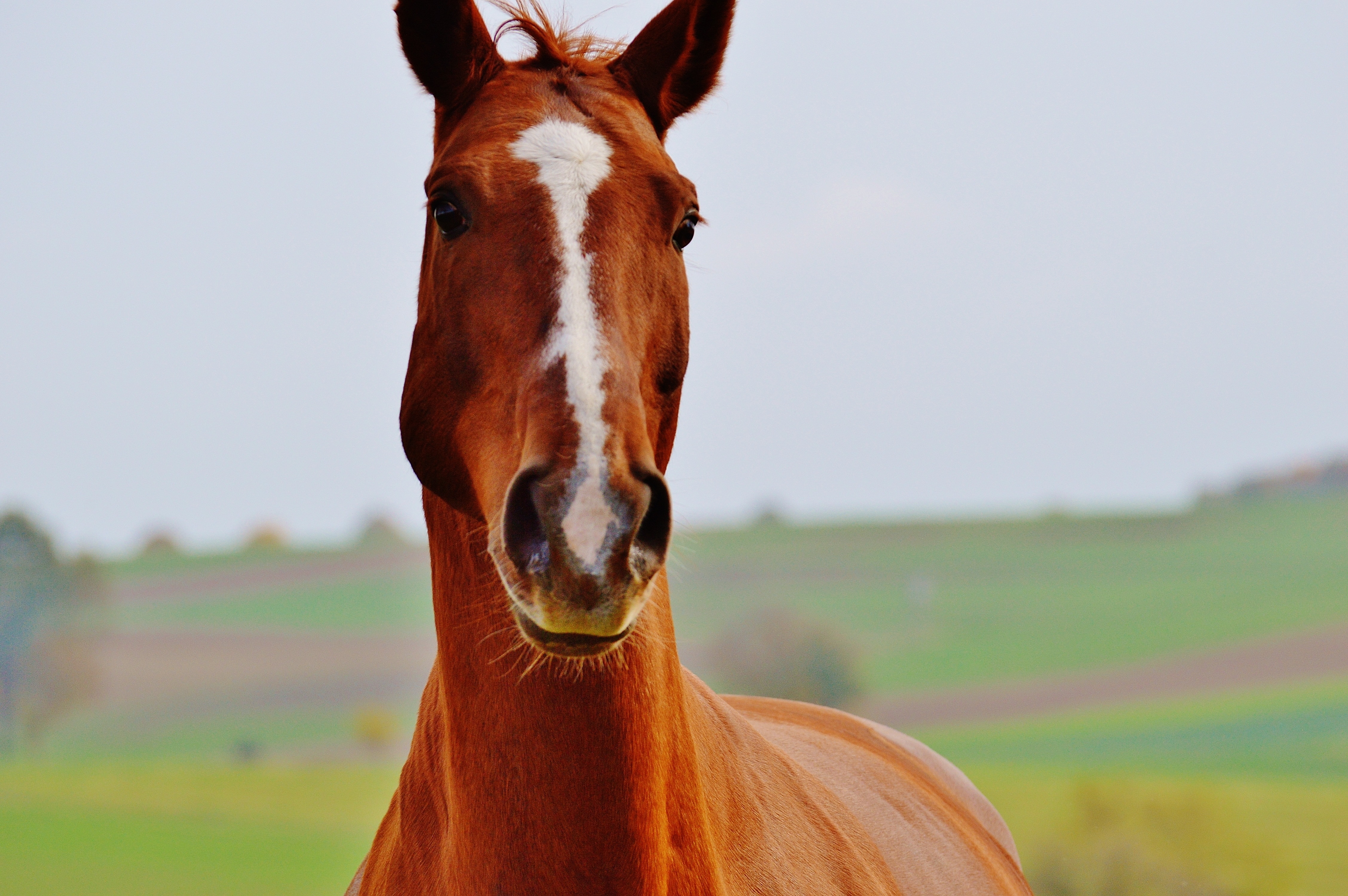 brown and white horse photo