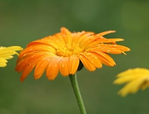 orange petal floral fields free image | Peakpx