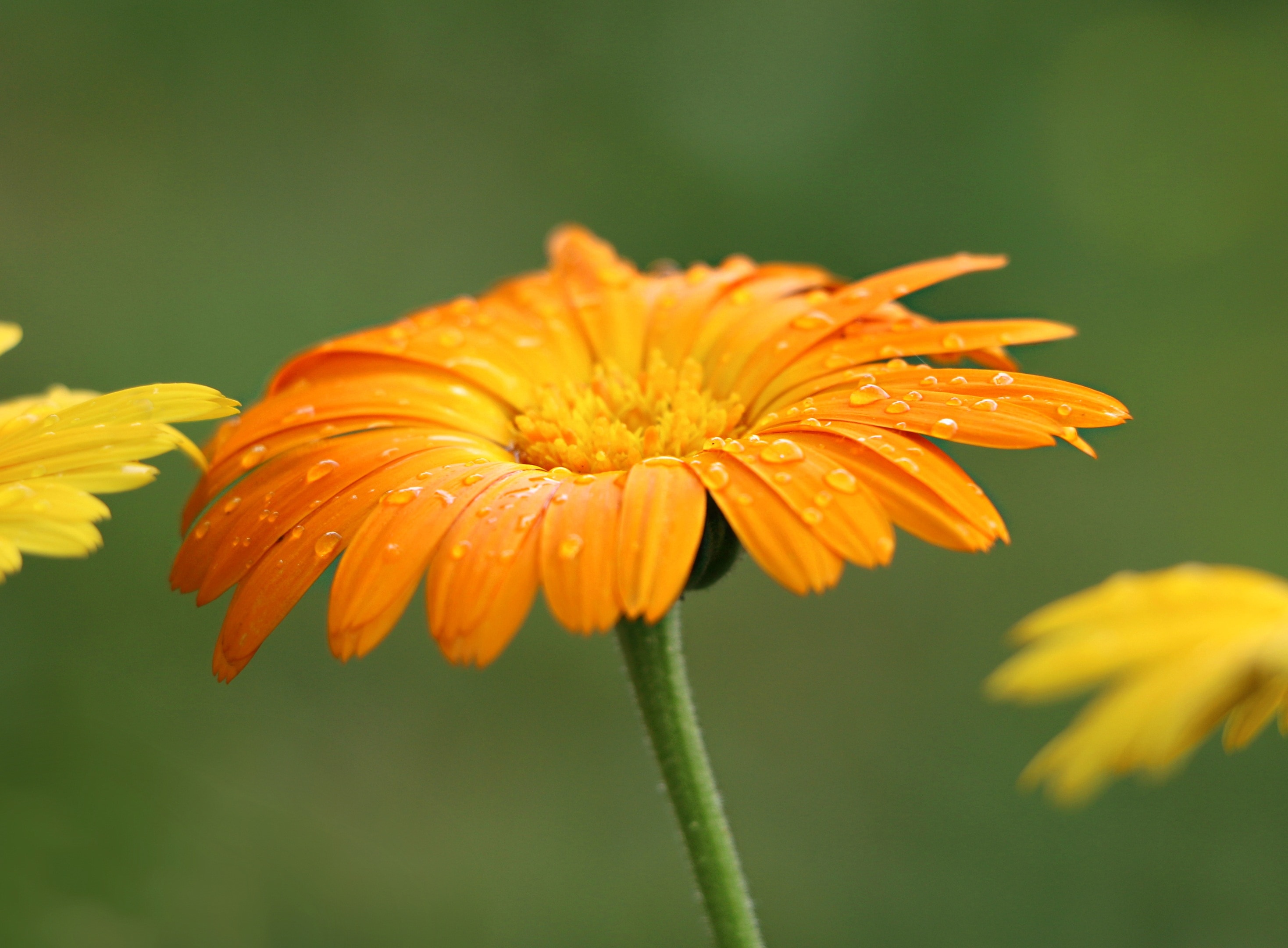 orange daisy