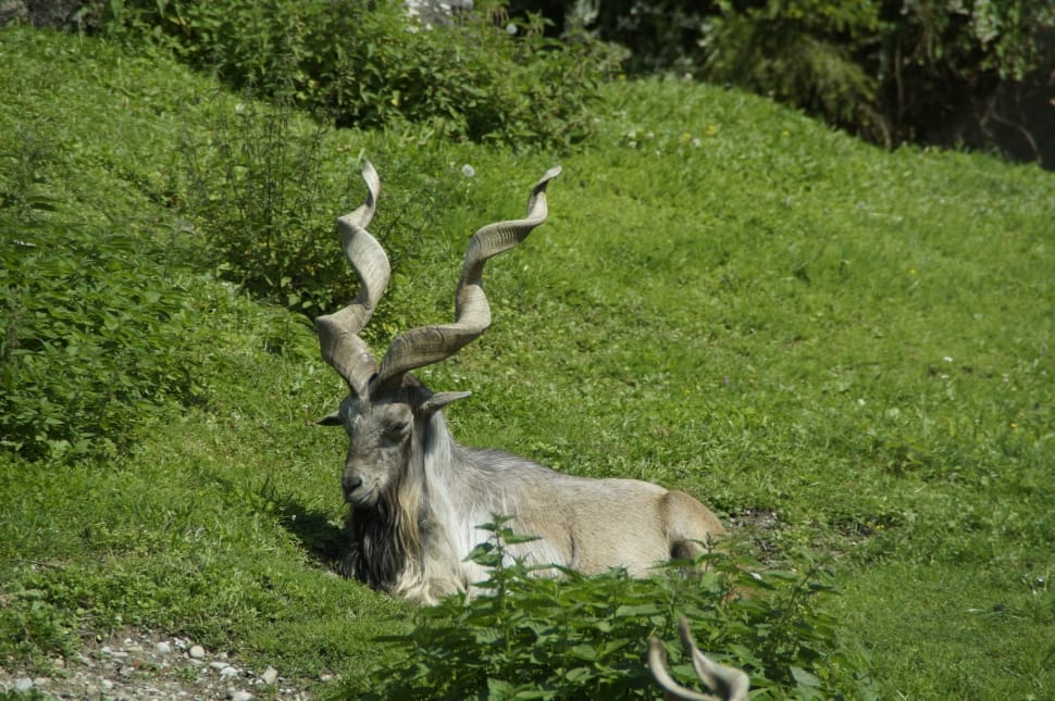 Alpine, Alpine Ibex, Concerns, Capricorn, antler, grass preview