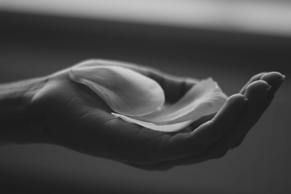 greyscale photo of person with petals on palm preview