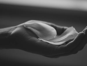 greyscale photo of person with petals on palm thumbnail