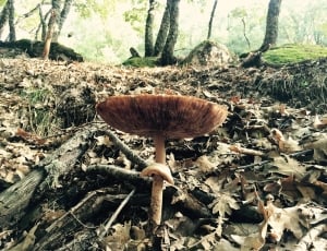 brown and grey mushroom thumbnail