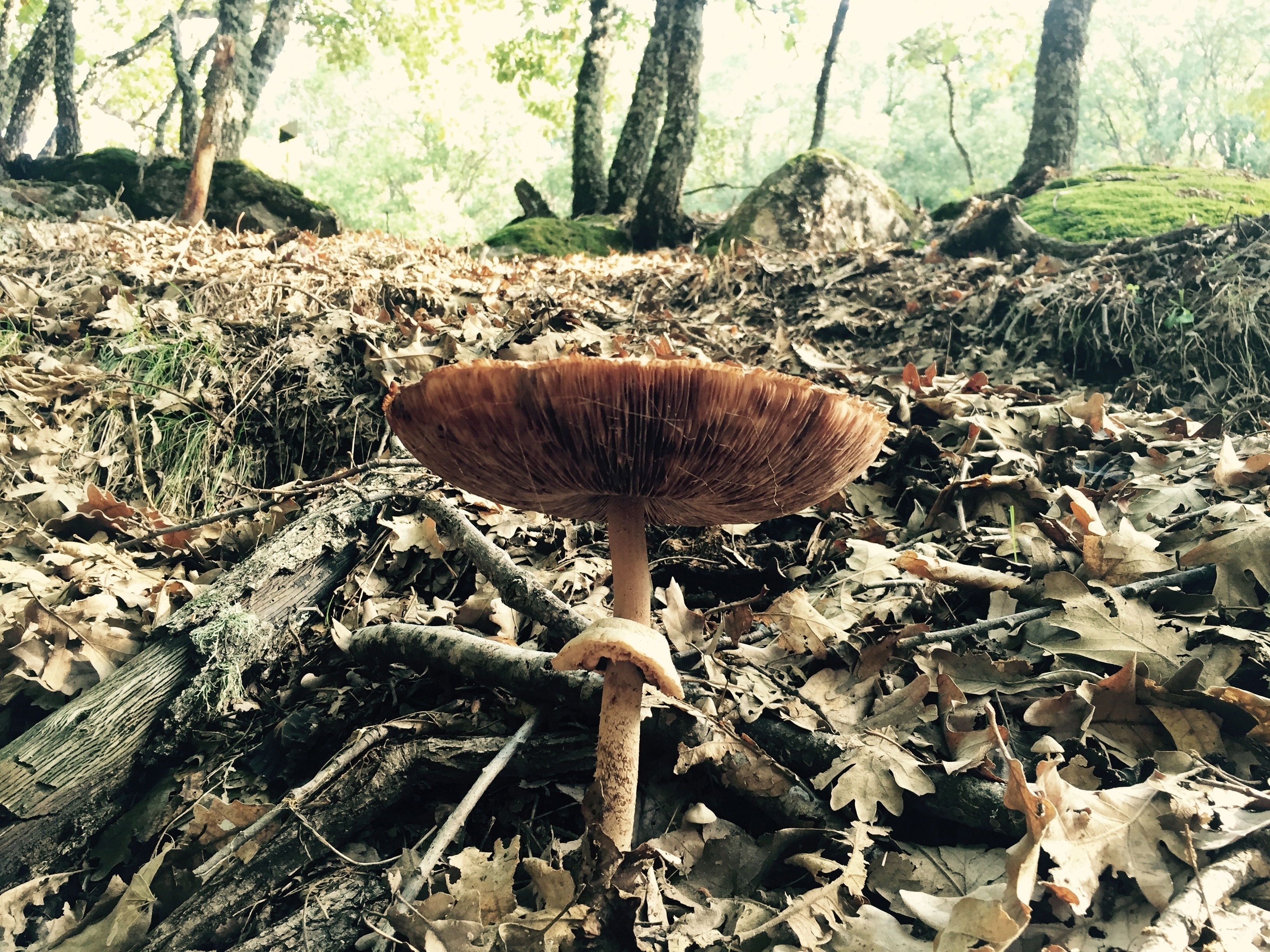 brown and grey mushroom