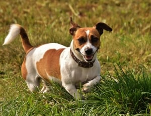 brown and white short coated dog thumbnail