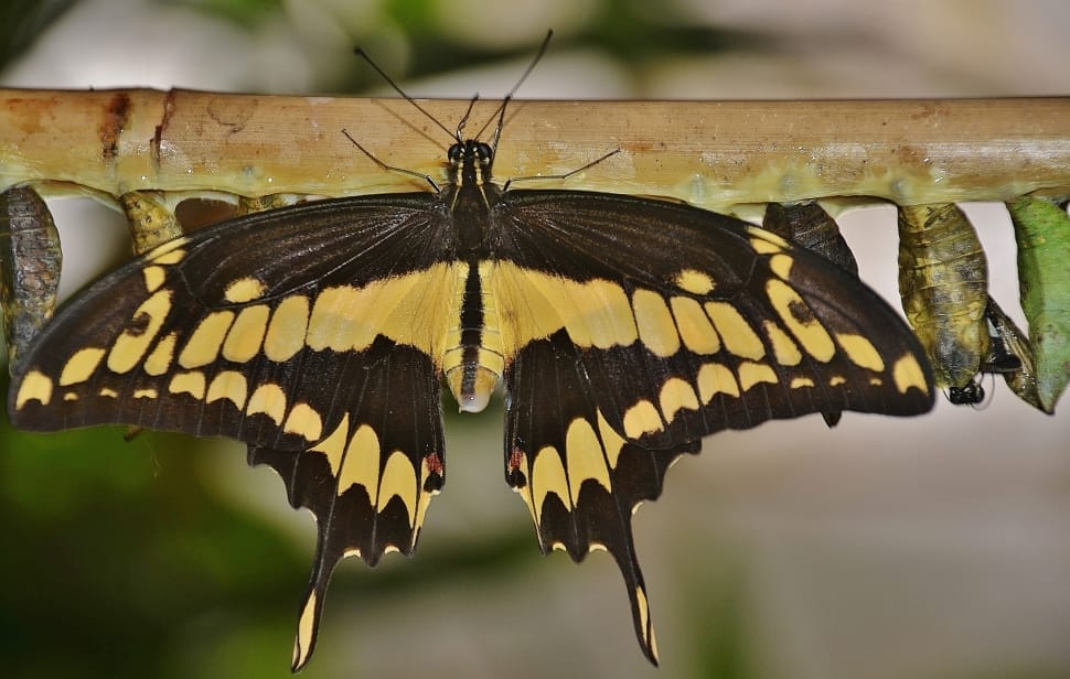 giant swallowtail butterfly preview