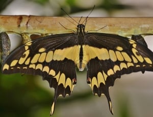 giant swallowtail butterfly thumbnail