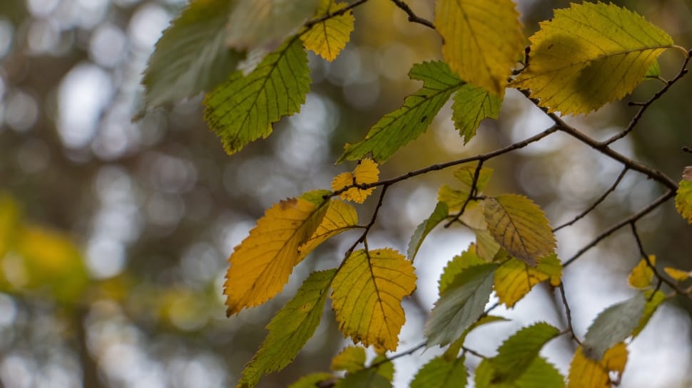 green leafed branch preview
