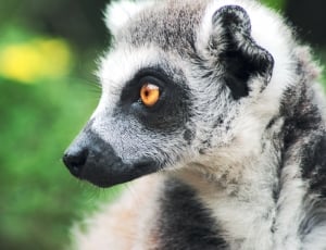 white and black lemure thumbnail