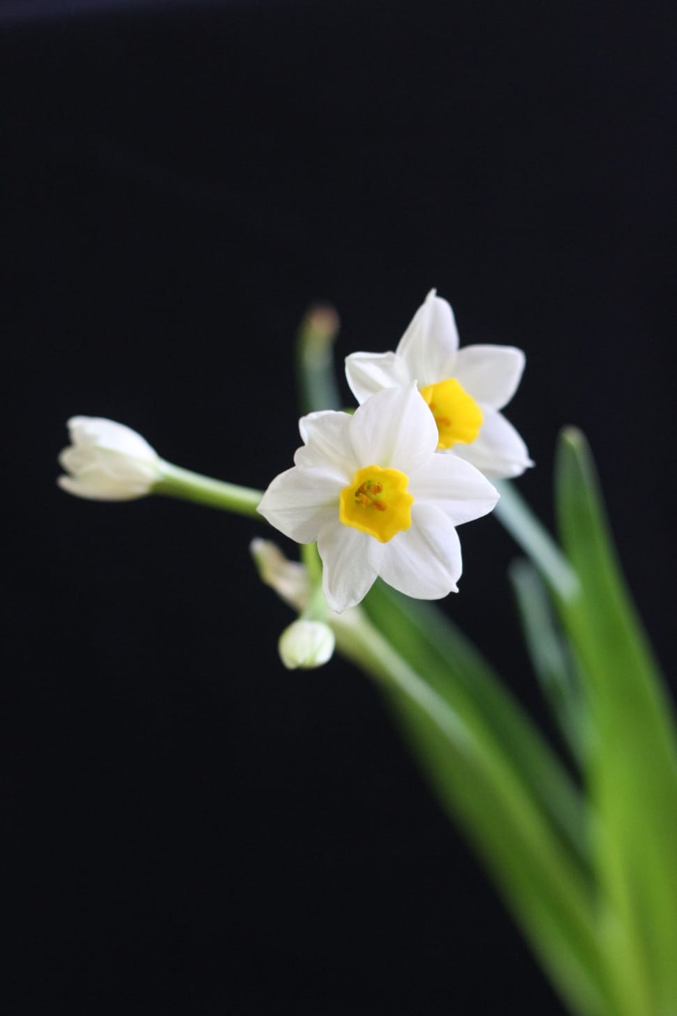 white and yellow narcissus preview