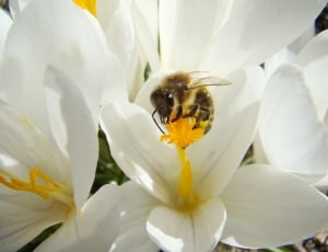 Bee, Insect, Spring, flower, insect thumbnail
