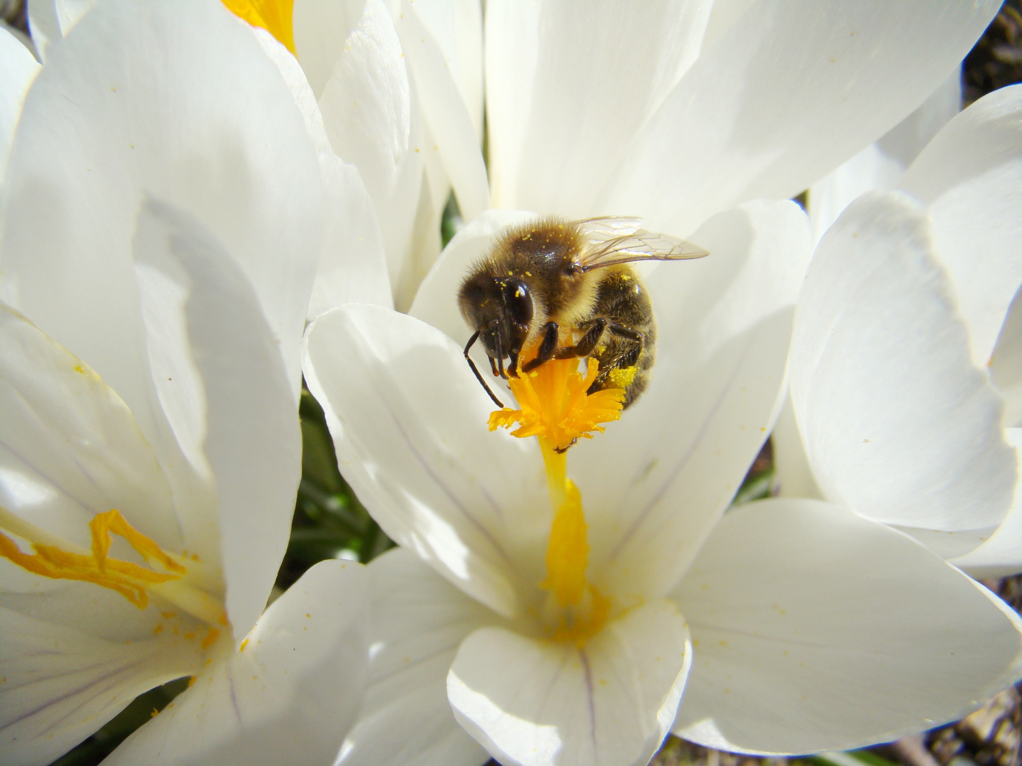 Bee, Insect, Spring, flower, insect