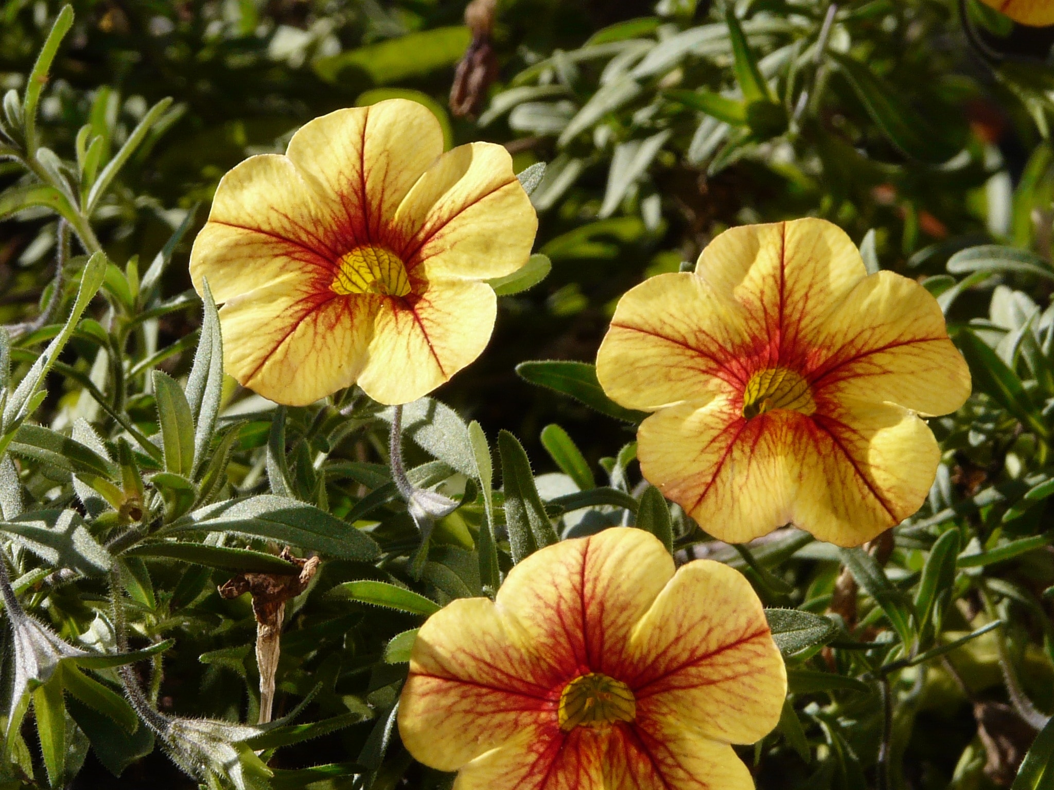 3 yellow and red petal flowers
