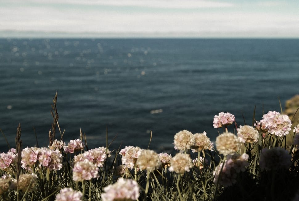 flowers and sea waters preview