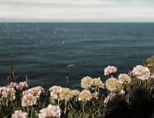 flowers and sea waters thumbnail