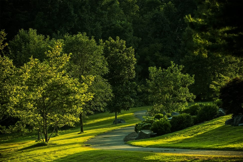 landscape photography of green trees on green hill preview