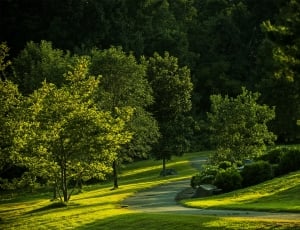 landscape photography of green trees on green hill thumbnail