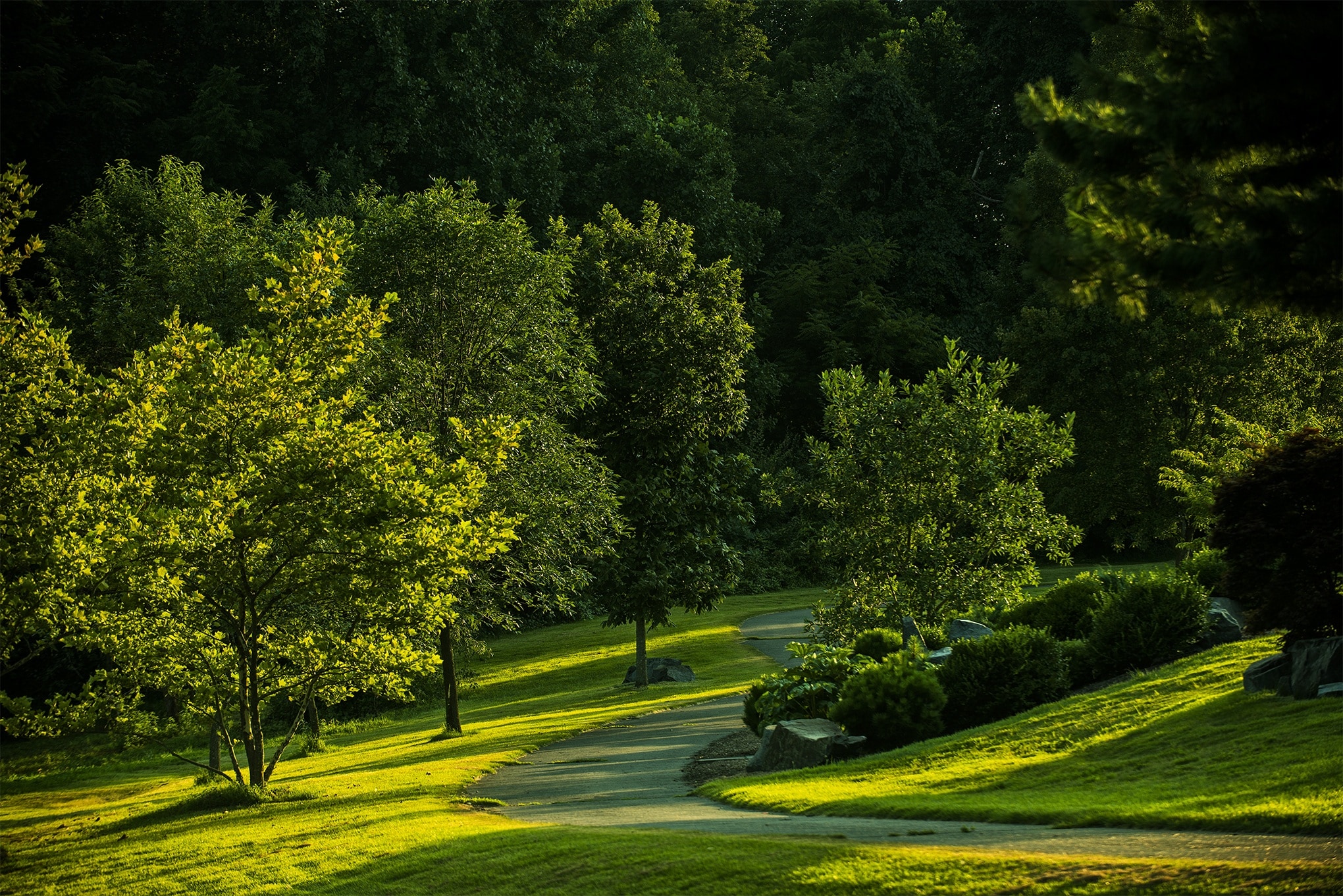 landscape photography of green trees on green hill