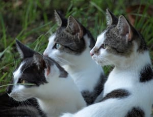 3 white and black short fur cat thumbnail
