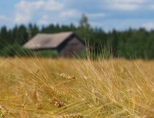 wheat stalks thumbnail