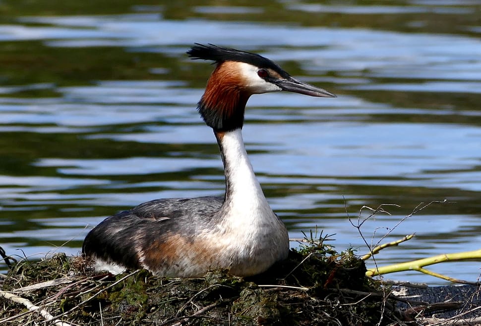 The Australasian crested grebe preview