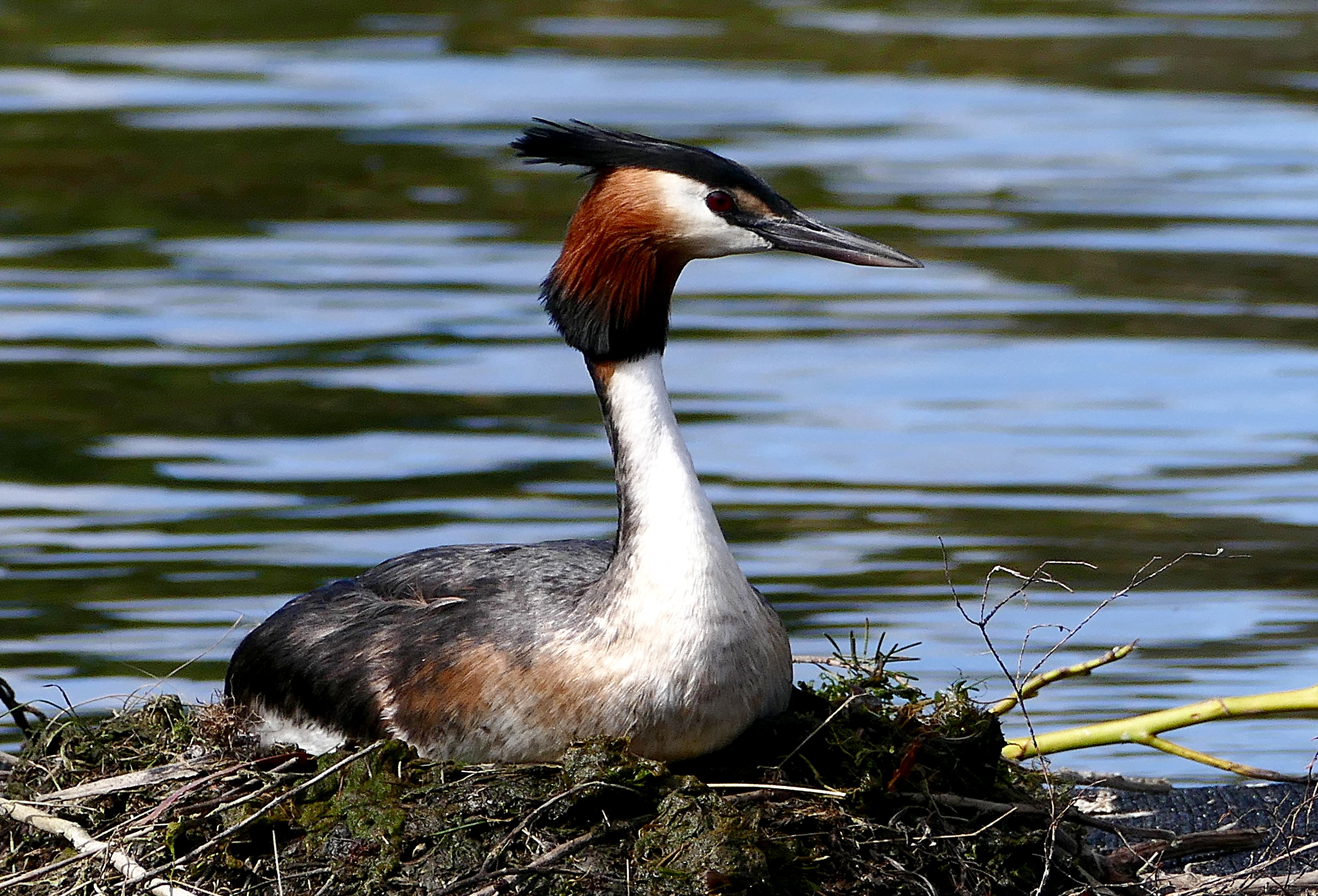 The Australasian crested grebe