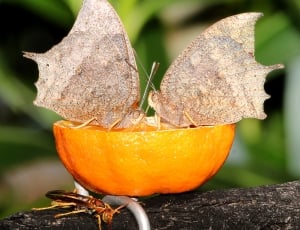 two butterflys on tangerine thumbnail