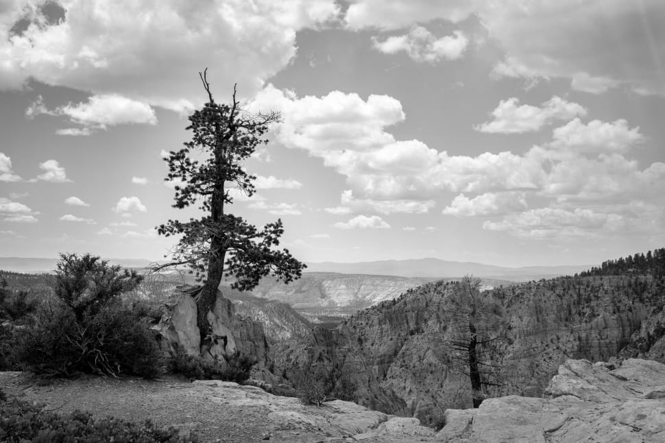 grayscale photo of trees in the mountain cliff preview