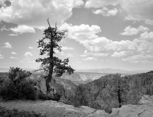 grayscale photo of trees in the mountain cliff thumbnail