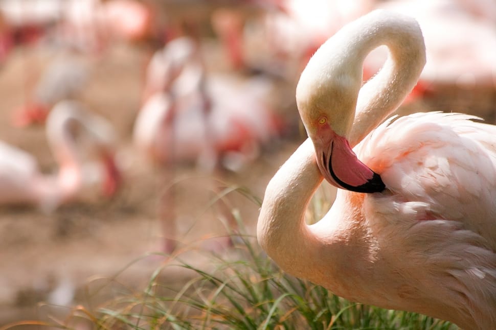 flock of pink flamingos preview