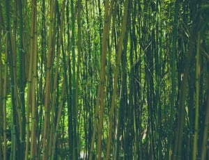 green bamboo trees thumbnail