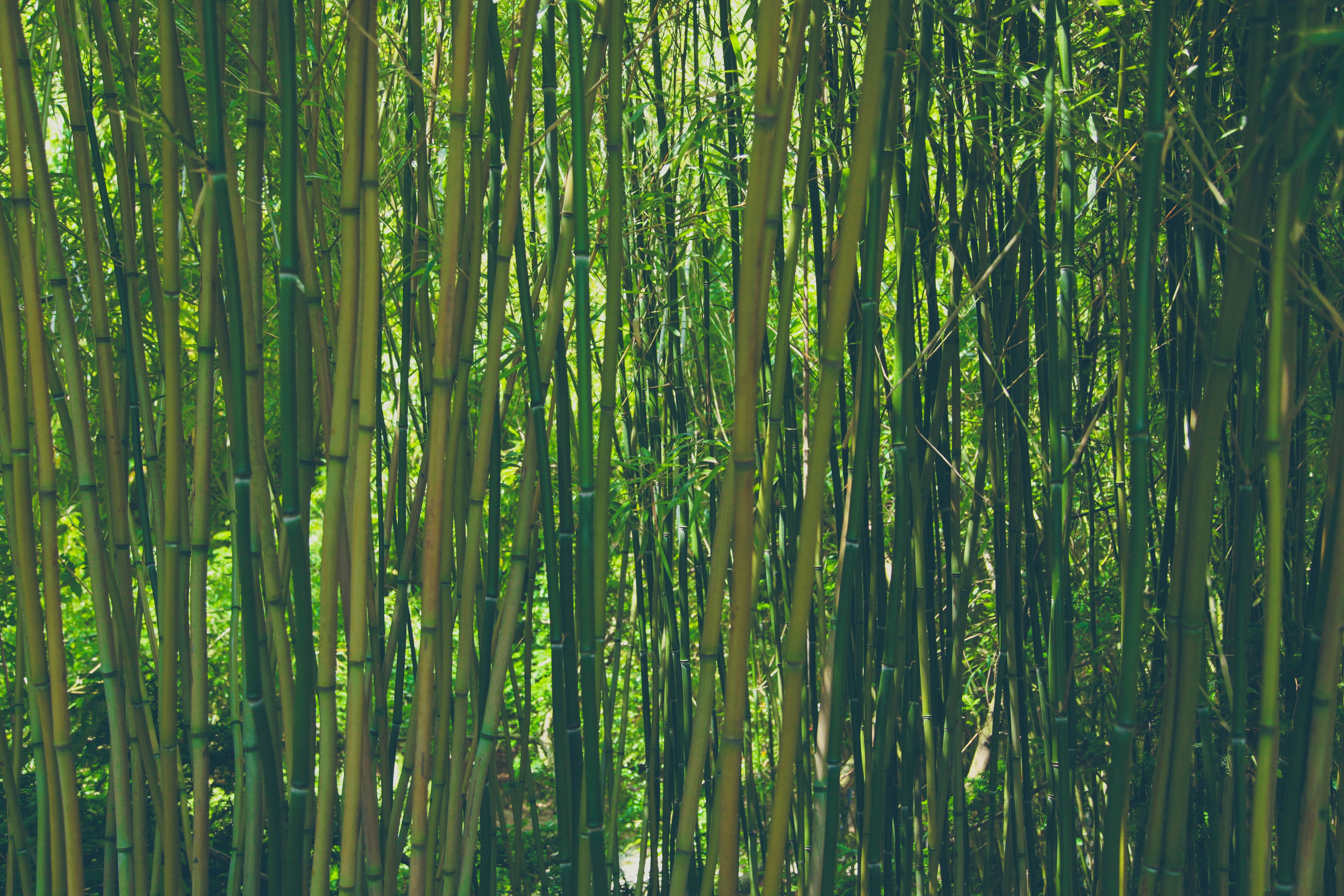 green bamboo trees