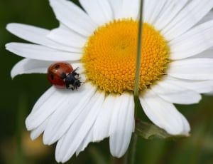lady bug on white daisy thumbnail