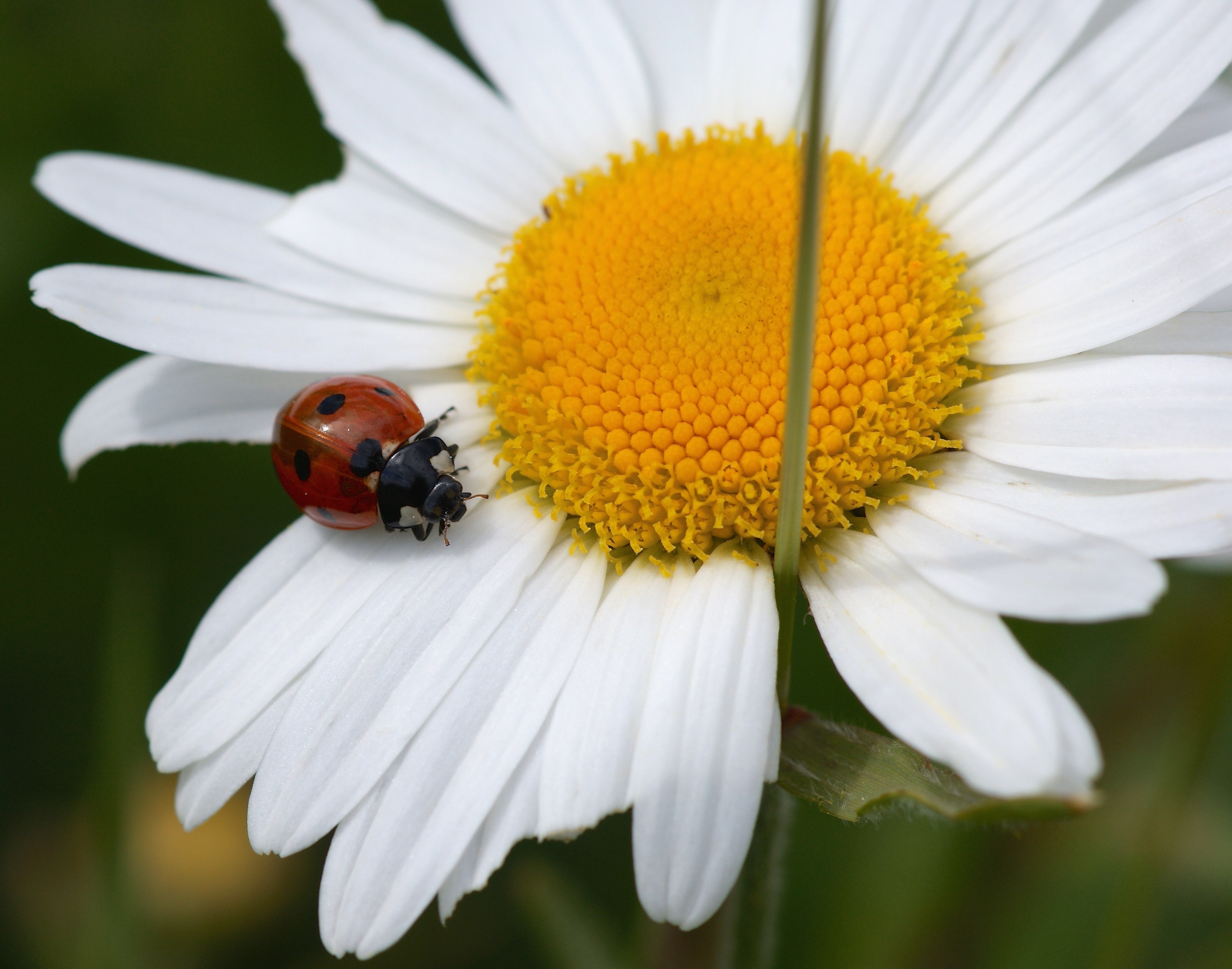 lady bug on white daisy