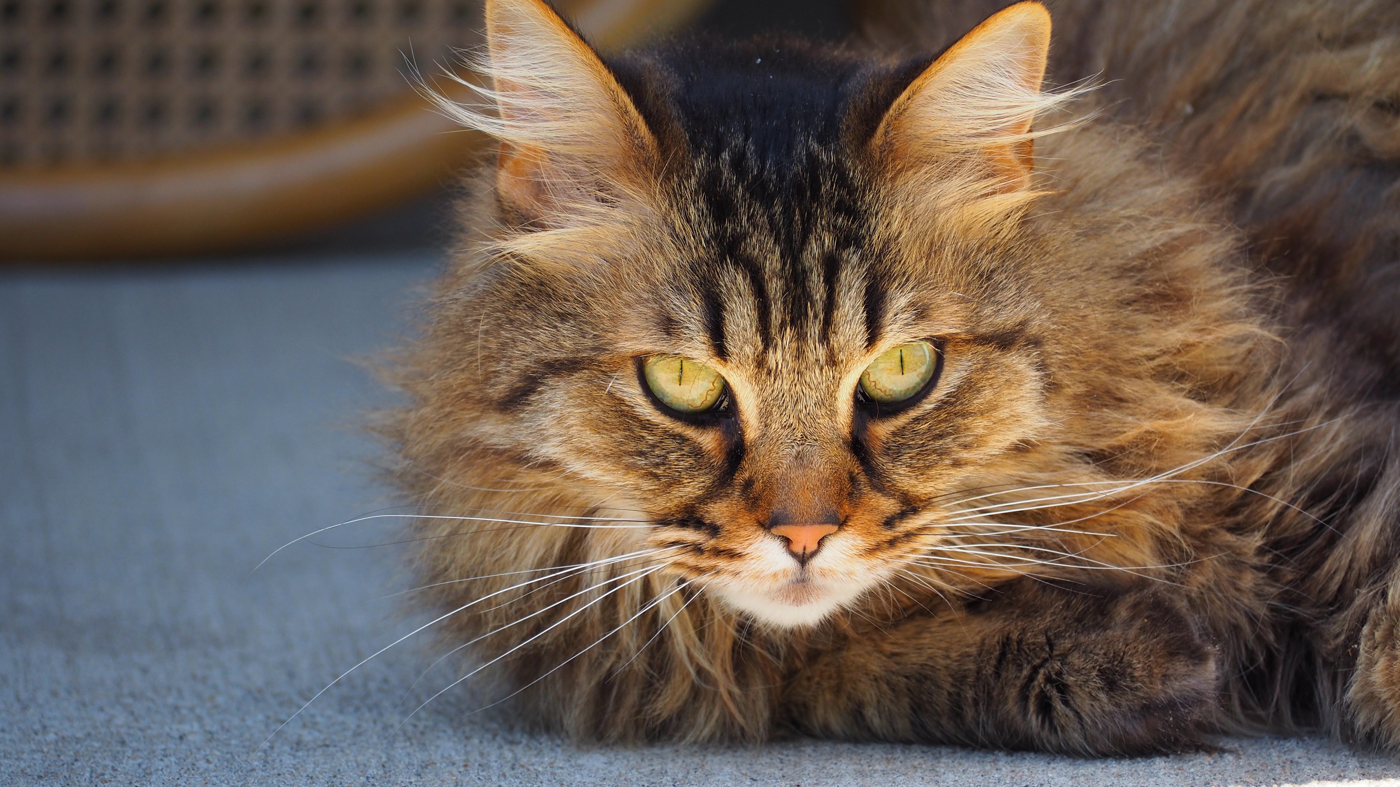 Brown Tabby Fur Texture – Free High Resolution Photo – Photos Public Domain