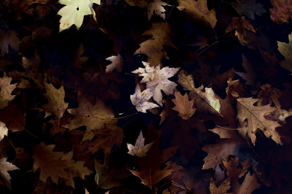 brown autumn leaves preview