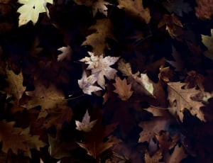 brown autumn leaves thumbnail