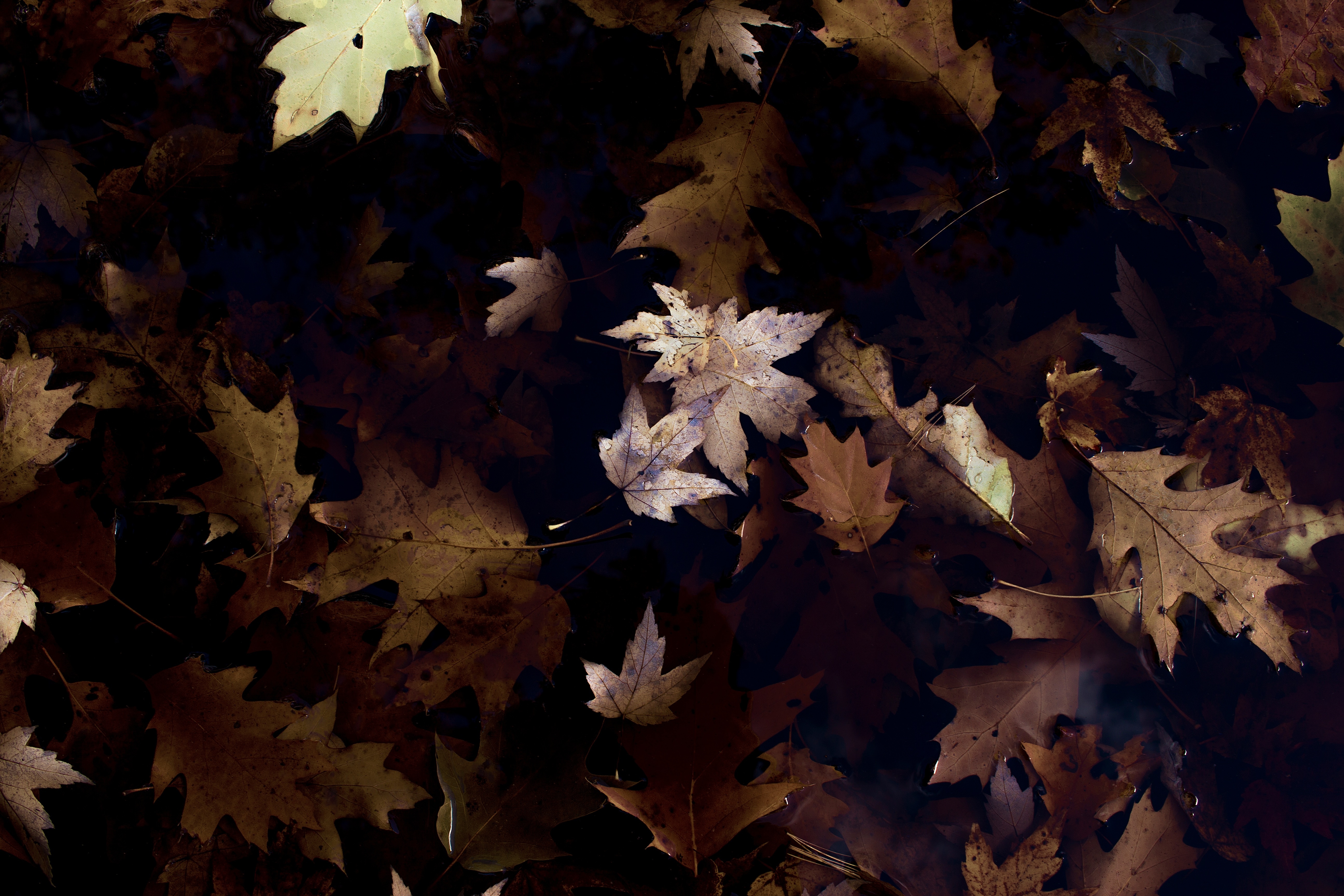 brown autumn leaves