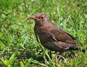 brown Bird on grass during daytime thumbnail